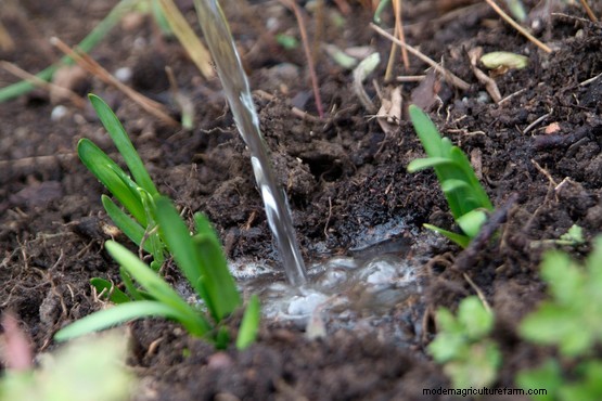 How to plant snowflakes