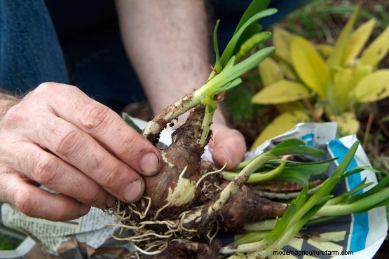 How to plant snowflakes