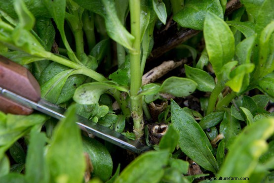 How to propagate campanulas