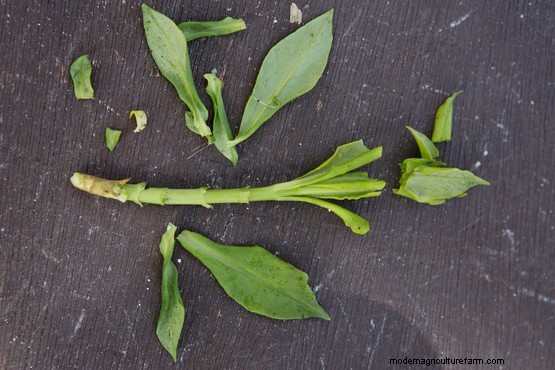 How to propagate campanulas