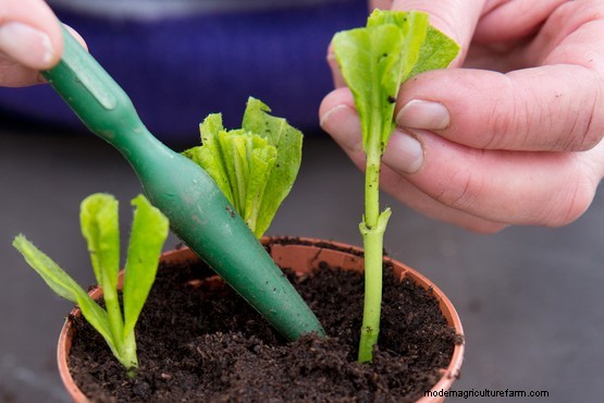 How to propagate campanulas