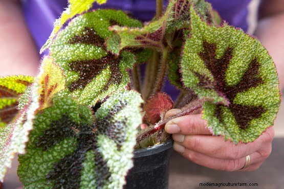 How to take begonia leaf cuttings