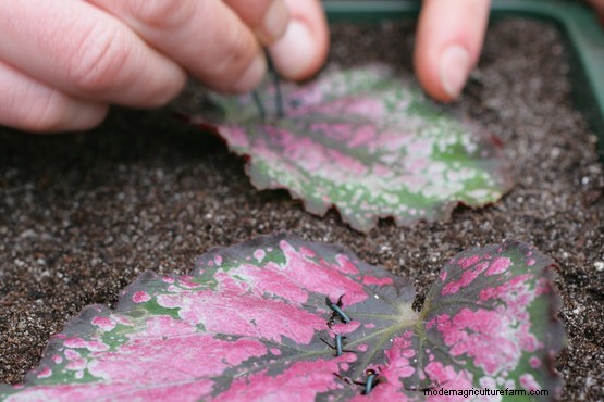 How to take begonia leaf cuttings