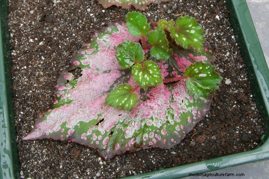 How to take begonia leaf cuttings