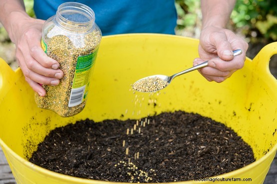 Tomato, basil and calendula pot