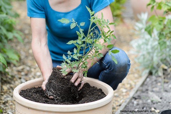 Tomato, basil and calendula pot