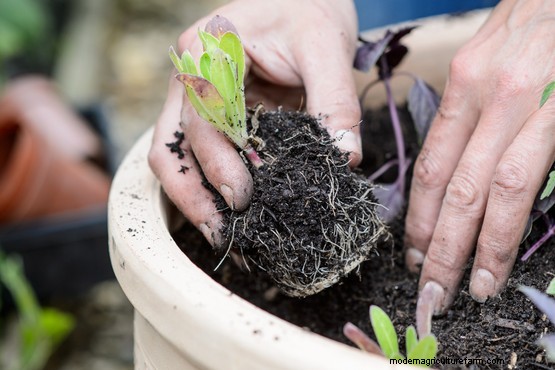 Tomato, basil and calendula pot