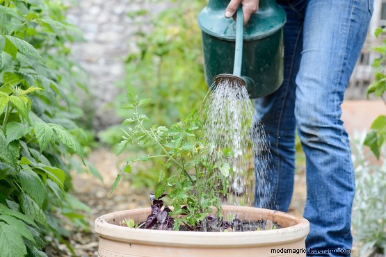 Tomato, basil and calendula pot
