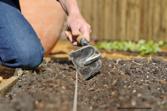 How to sow zinnia seeds outdoors