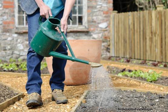 How to sow zinnia seeds outdoors