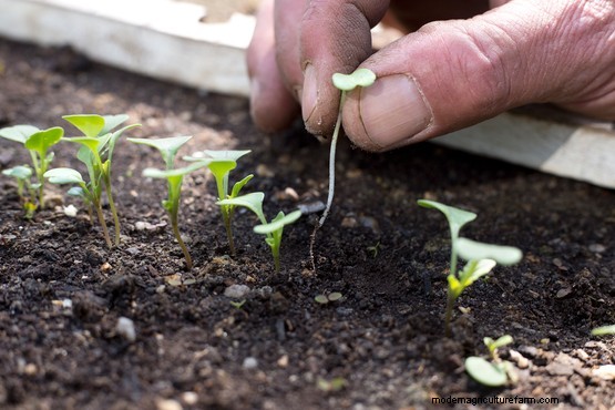 How to sow zinnia seeds outdoors