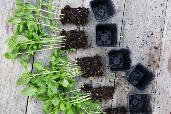 How to get five plants from one supermarket basil