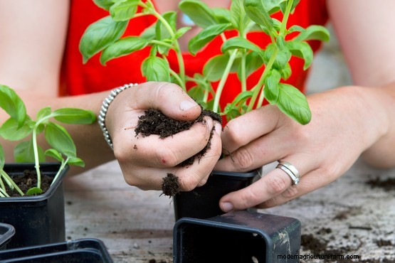 How to get five plants from one supermarket basil