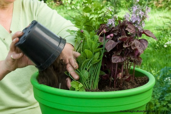 Herb pot for poultry dishes