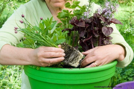 Herb pot for poultry dishes