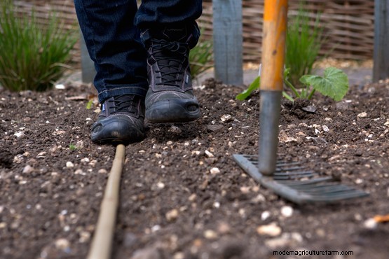 How to sow foxglove seeds
