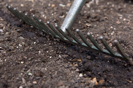 How to sow foxglove seeds