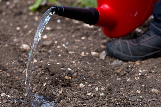 How to sow foxglove seeds