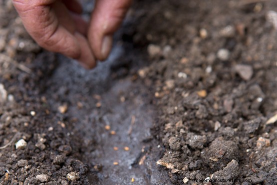 How to sow foxglove seeds