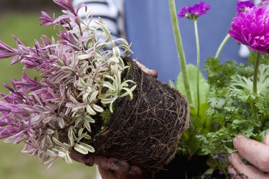 Primula and anemone pot display