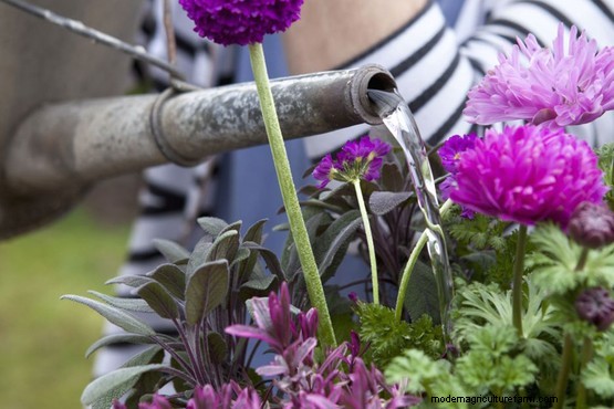 Primula and anemone pot display