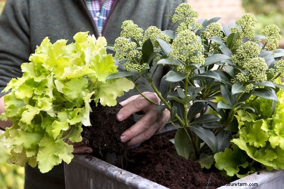 Skimmia, heuchera and cyclamen pot display