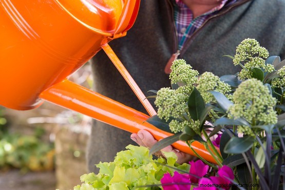 Skimmia, heuchera and cyclamen pot display
