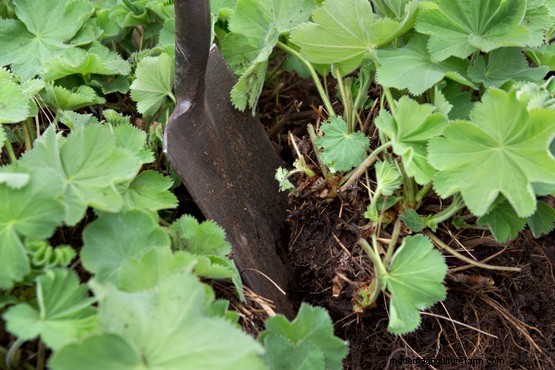 How to divide lady’s mantle (Alchemilla mollis)