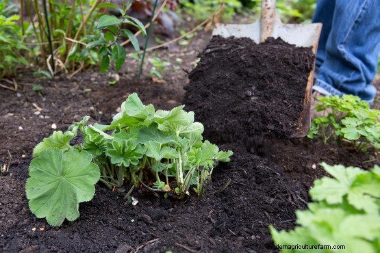 How to divide lady’s mantle (Alchemilla mollis)