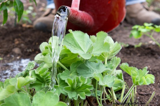 How to divide lady’s mantle (Alchemilla mollis)