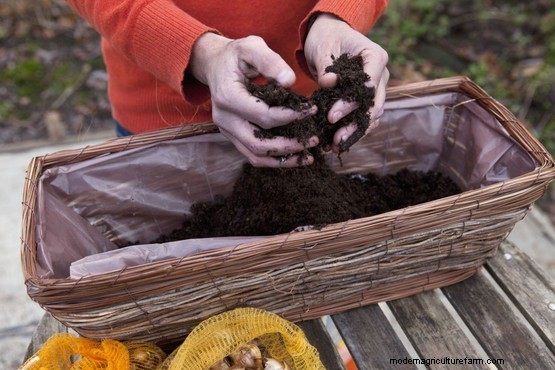 Daffodil window box display