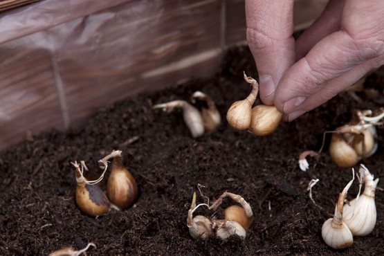 Daffodil window box display