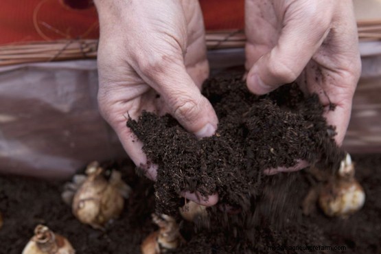 Daffodil window box display