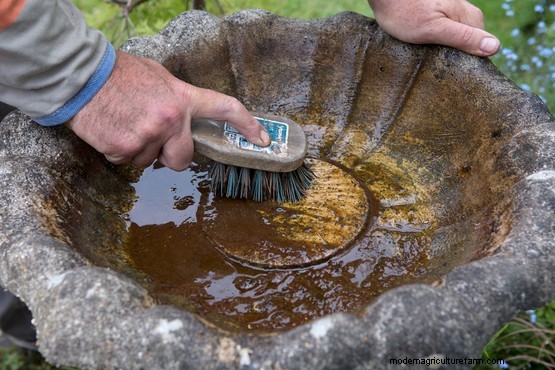 How to maintain a bird bath