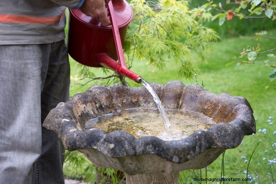 How to maintain a bird bath