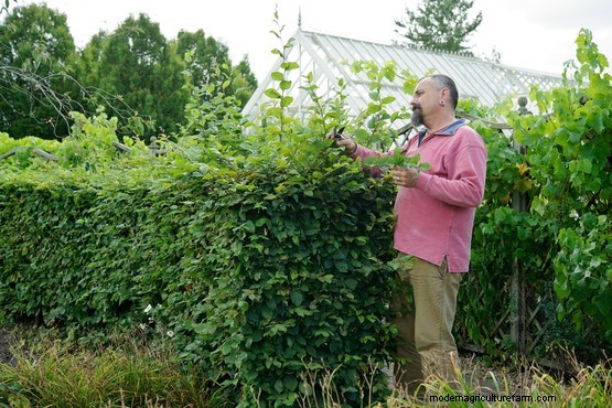 How to prune beech and hornbeam hedges