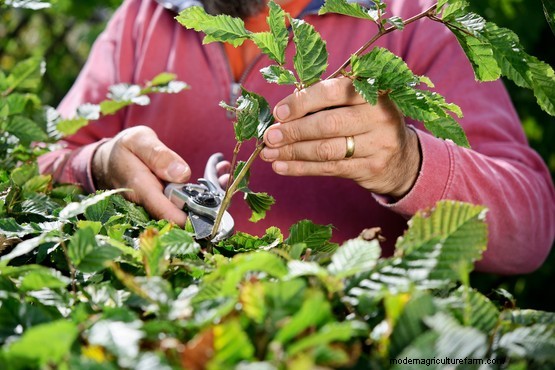 How to prune beech and hornbeam hedges