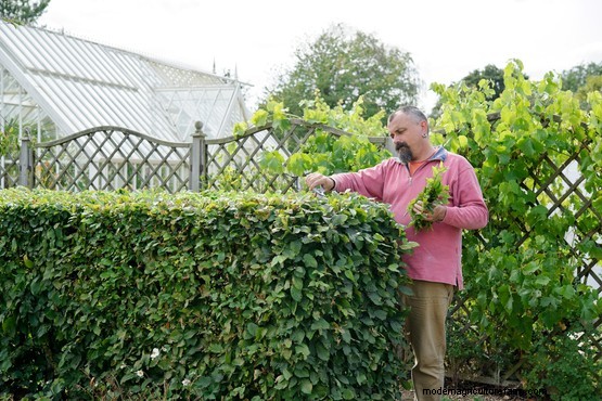 How to prune beech and hornbeam hedges