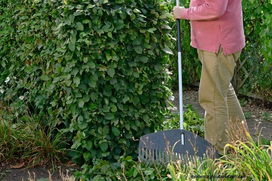 How to prune beech and hornbeam hedges
