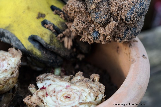 How to force chicory