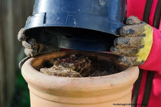 How to force chicory