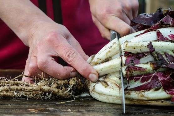 How to force chicory