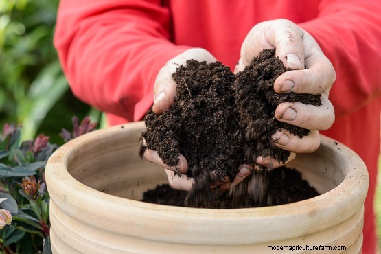 How to plant a hellebore and heather pot
