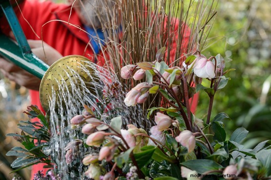How to plant a hellebore and heather pot
