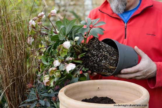 How to plant a hellebore and heather pot