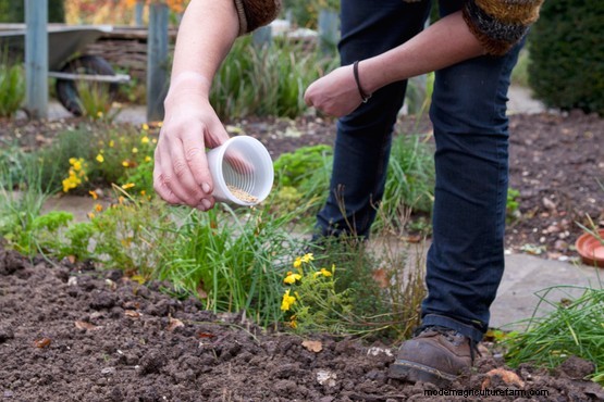 How to sow green manure