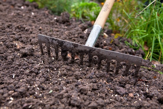 How to sow green manure