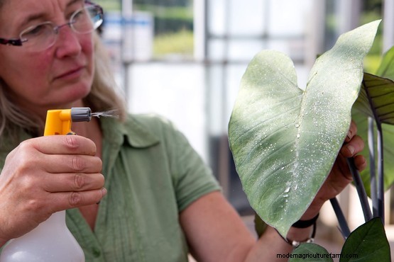 How to get rid of aphids on house plants