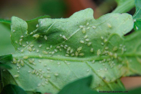 How to get rid of aphids on house plants