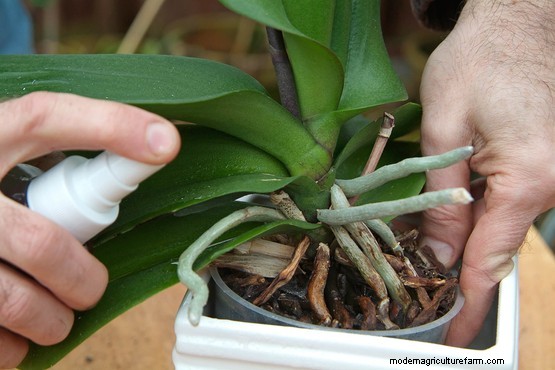 How to get rid of aphids on house plants